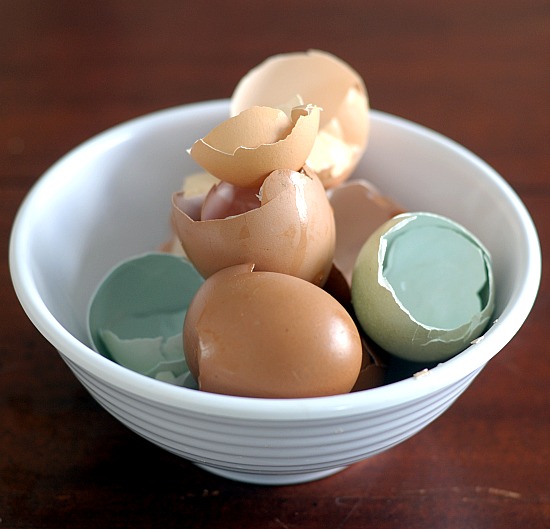 egg shells photo