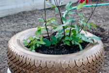 painted tire planter