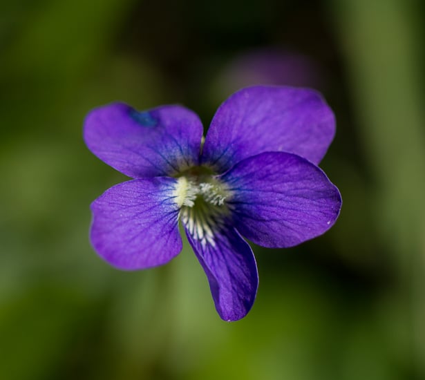 Close-up view of a wild violet.