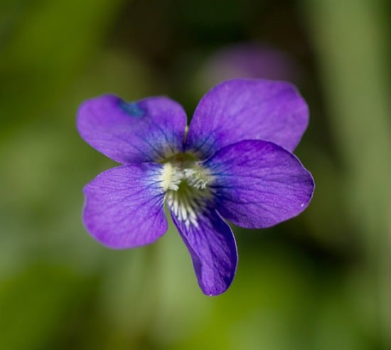 violet image