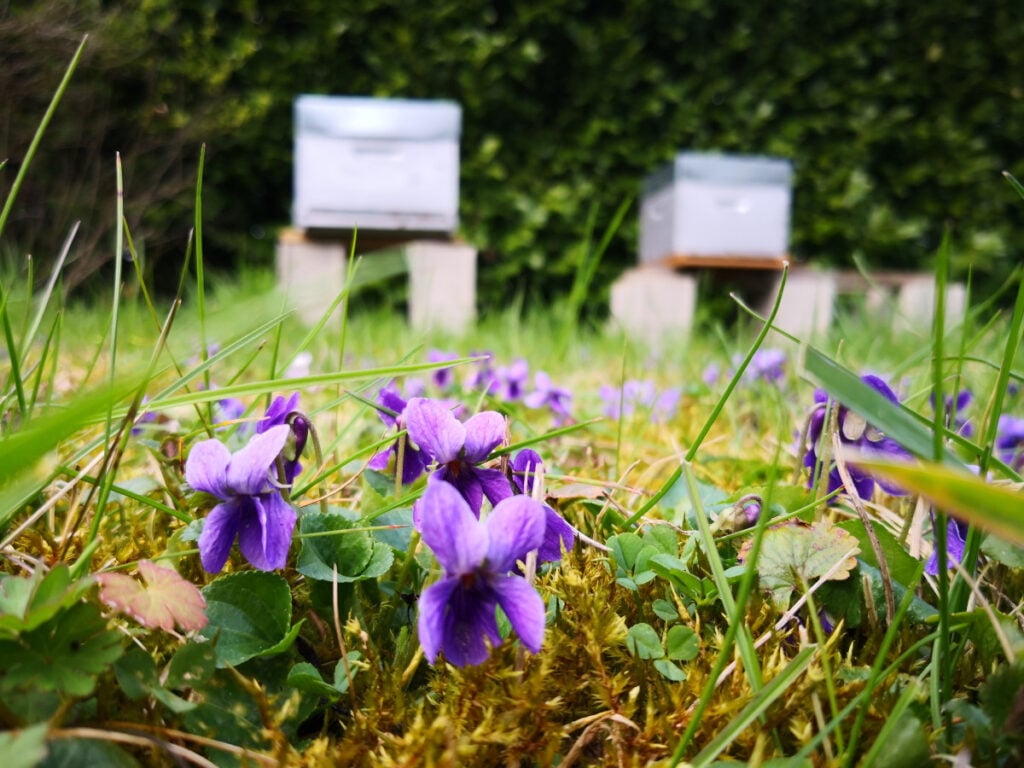 Violets blooming in spring in front of beehives