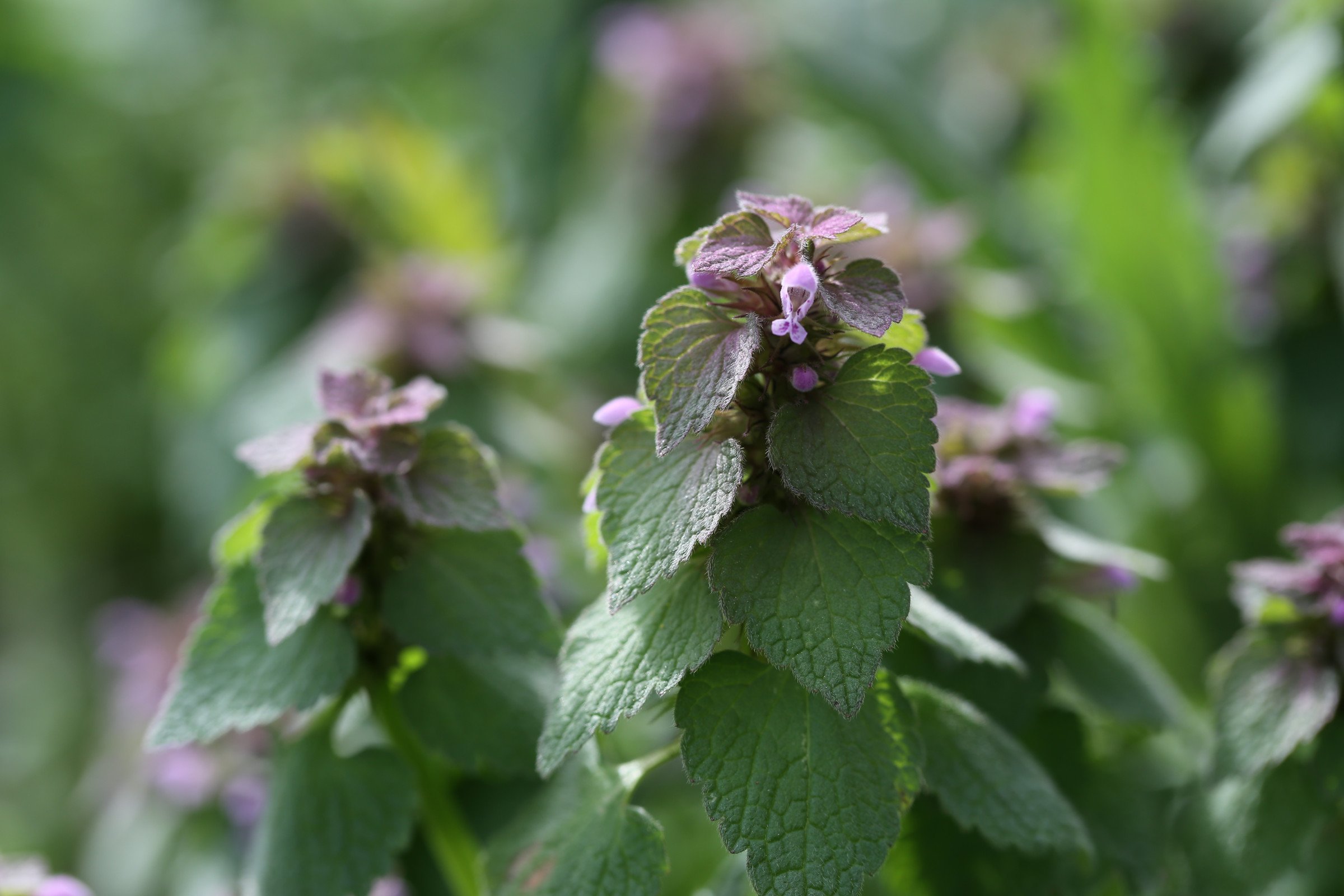 Purple Nettle Uses Benefits And