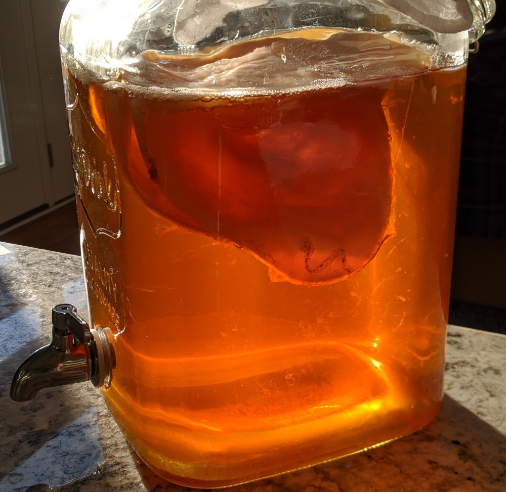 A sunken kombucha SCOBY in a glass fermentation vessel. 