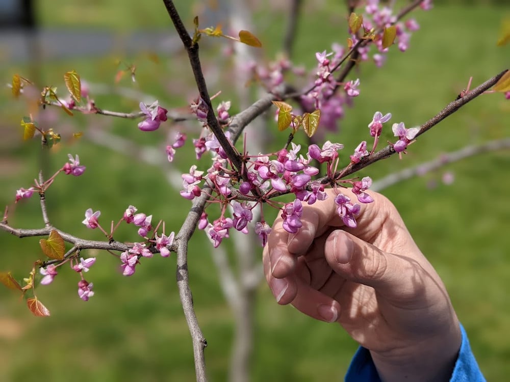 Hand picking flowers from a redbud tree.