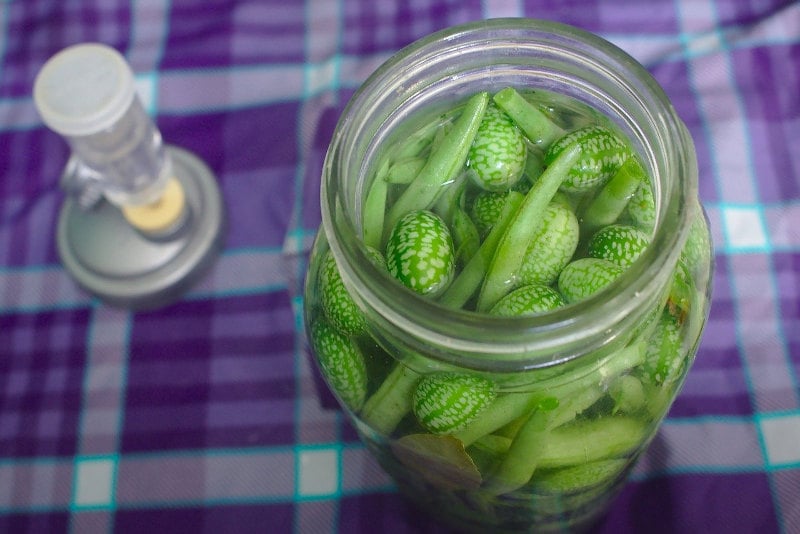 Cucamelons and green beans fermenting in a glass jar with an airlock.