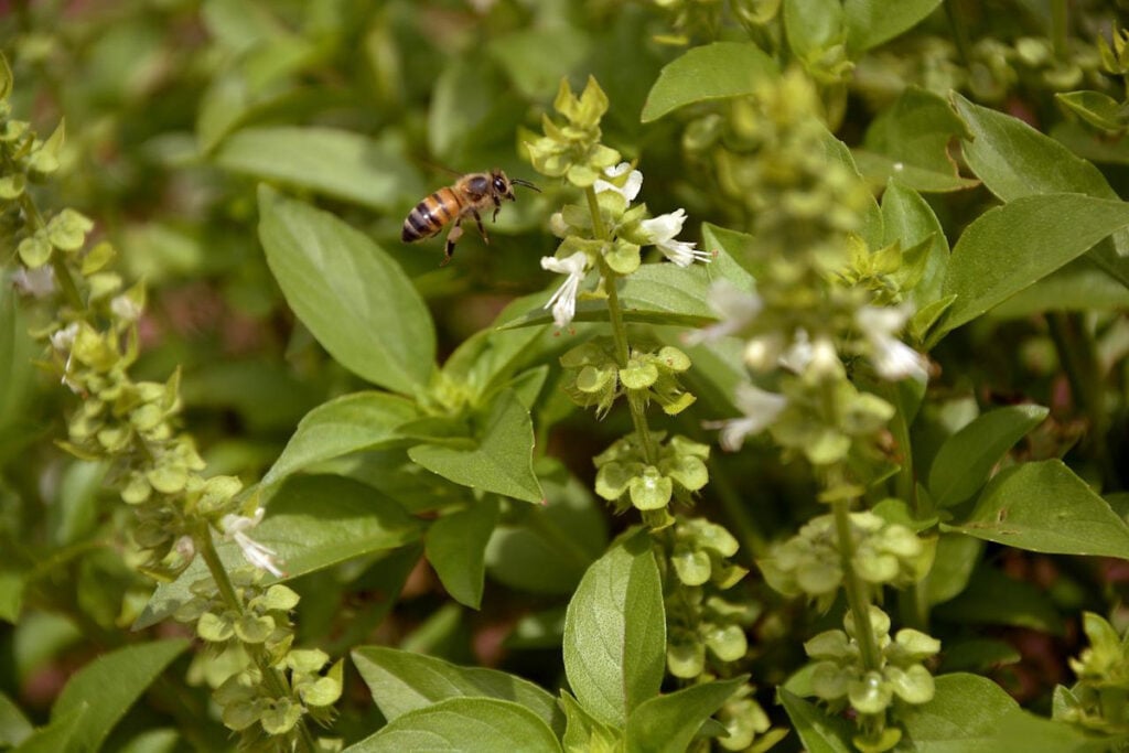 A honeybee working white basil flowers.