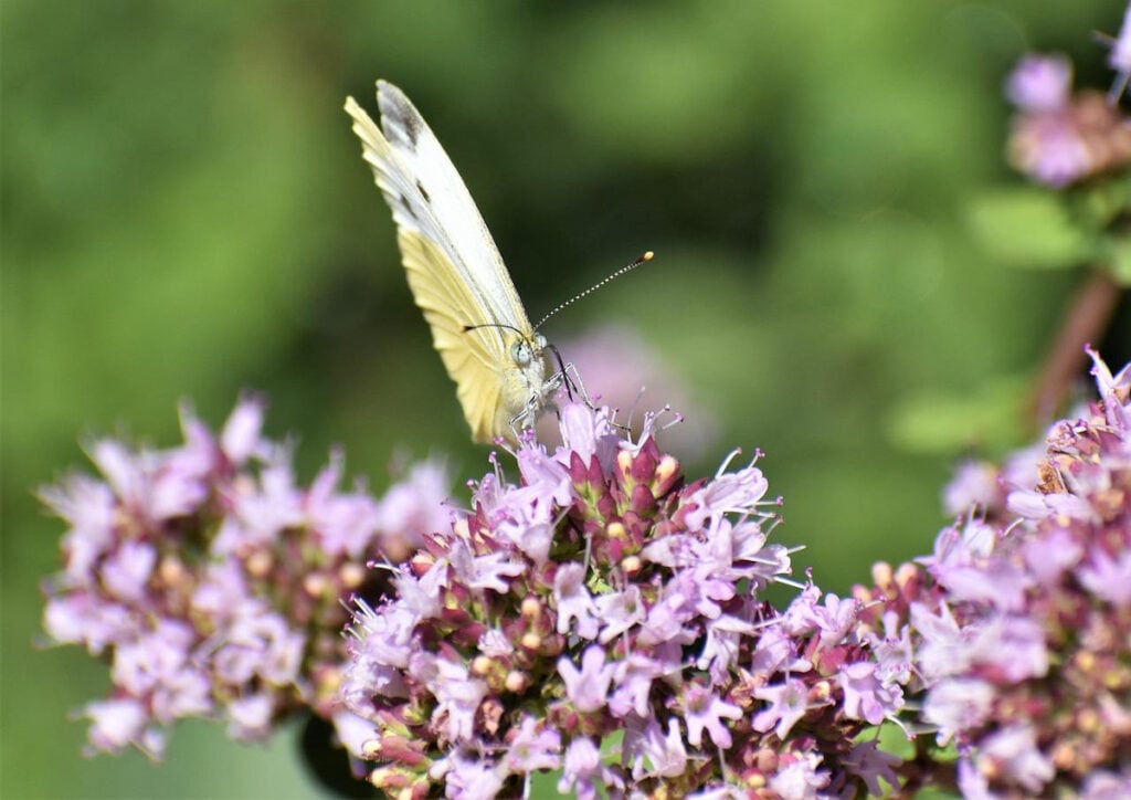 A moth on top of oregano flowers.