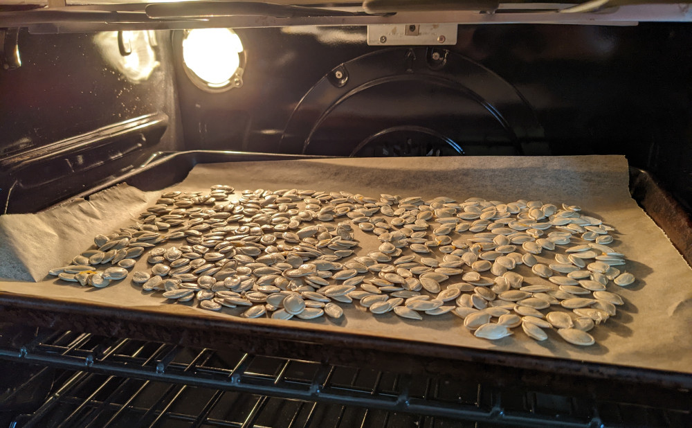 Pumpkin seeds drying with an oven light.