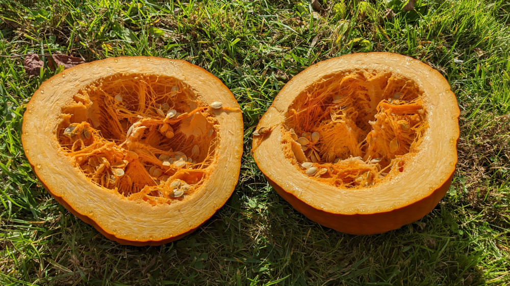 Large pumpkin split in half in the grass.