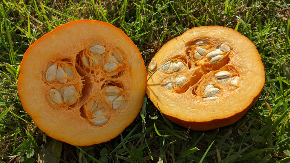 Seeds in a small pumpkin.