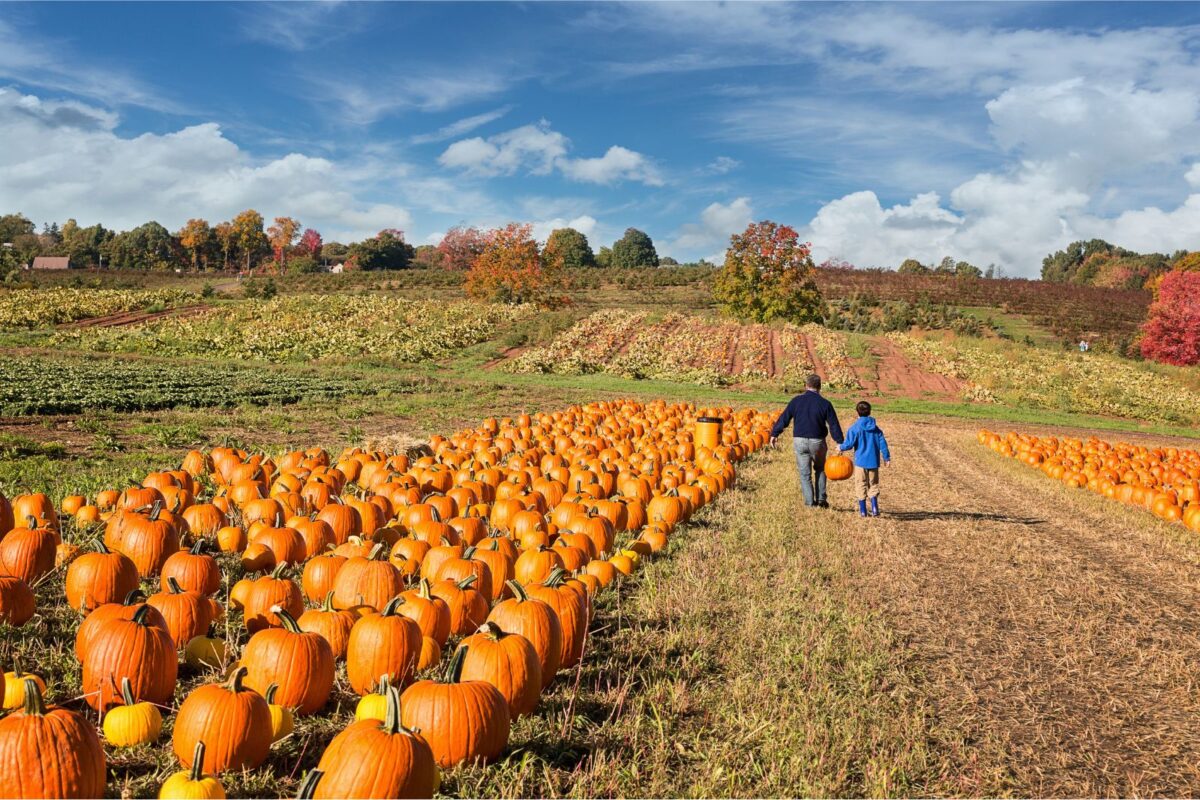 Field with large pumpkins and fall trees in the background with father and son carrying a pumpkin towards the trees.
