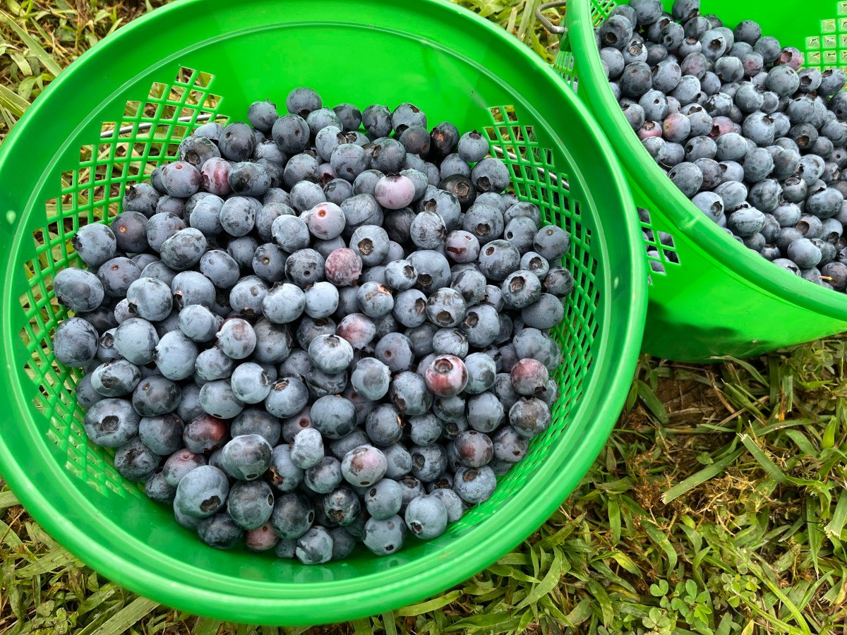 Green plastic baskets sitting on grass filled with fresh-picked blueberries.