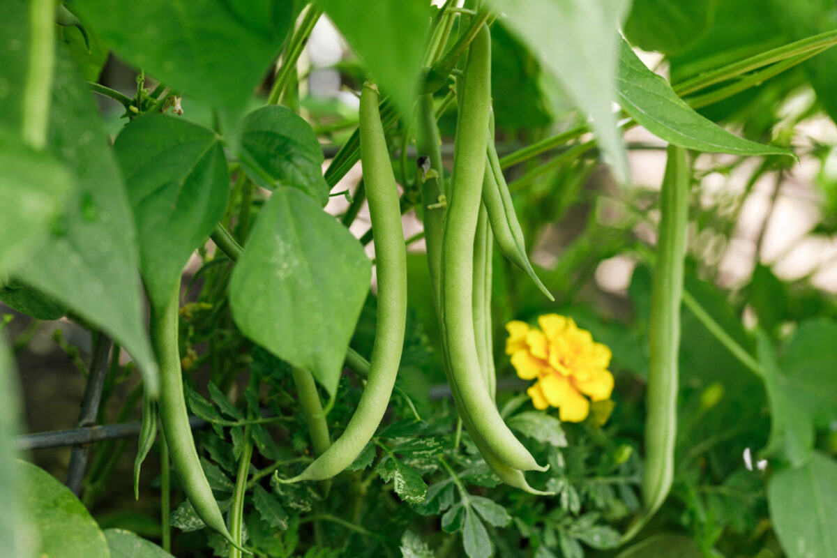 Organically homegrown 'Provider' bush snap green beans growing in a garden in summer.