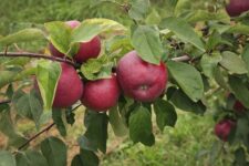A closeup of a branch of apples at an apple orchard.