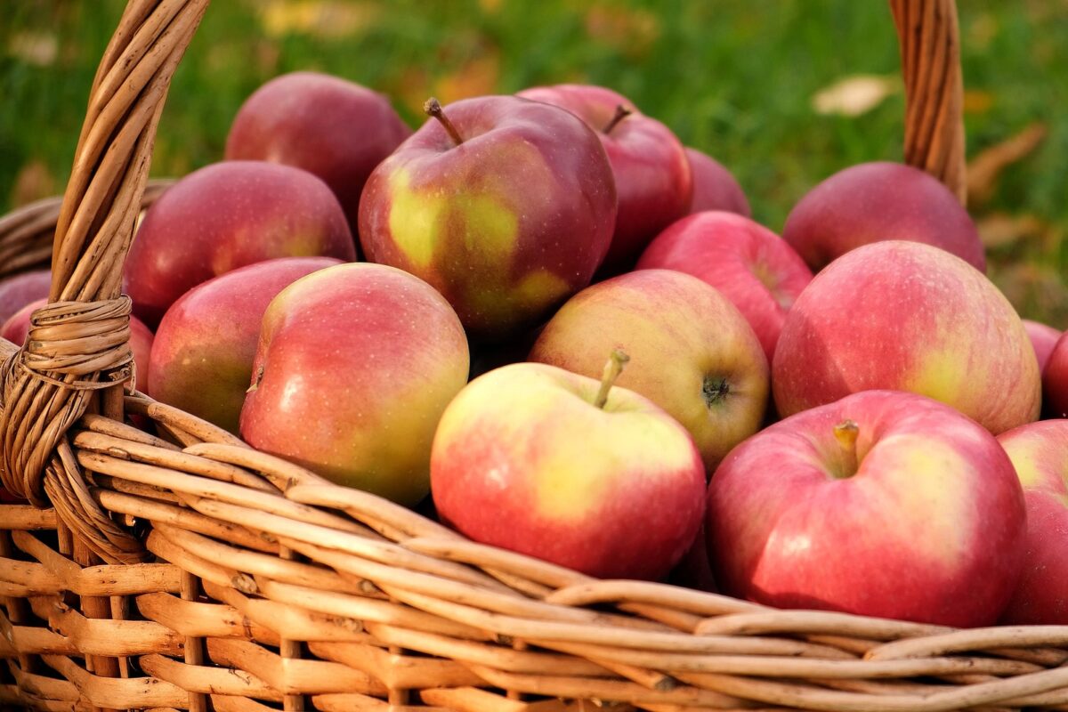 Apples in a wicker basket outside.