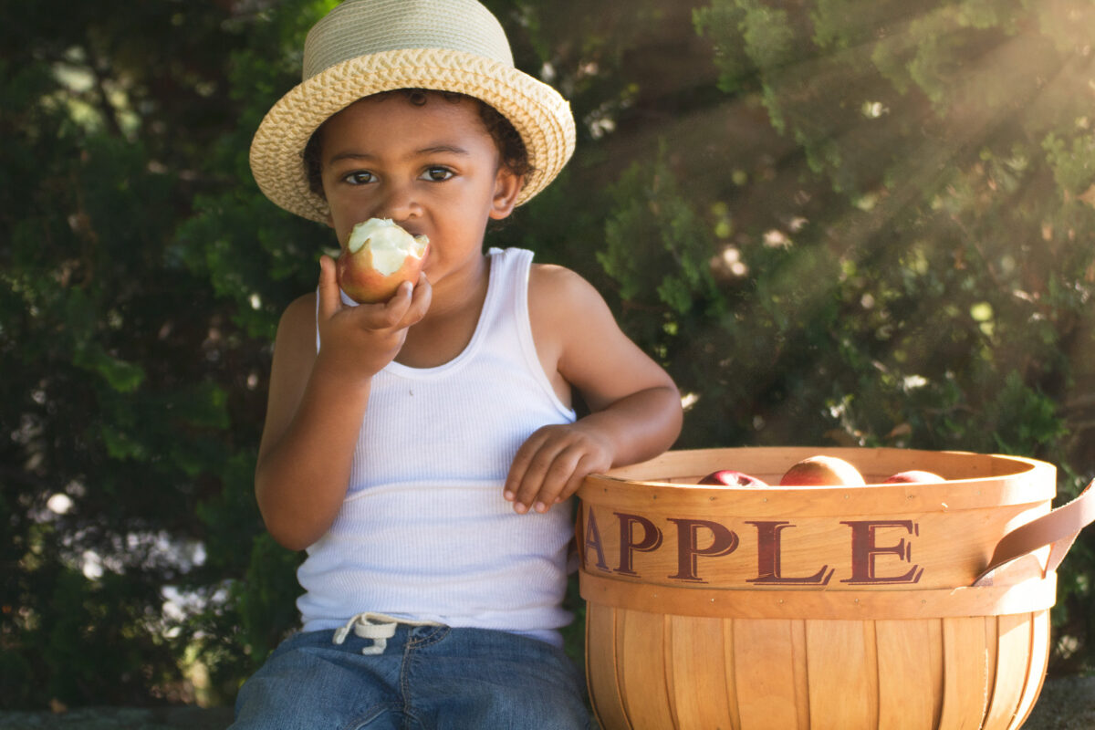 A cute young boy is eating an apple on an apple orchard or farm.