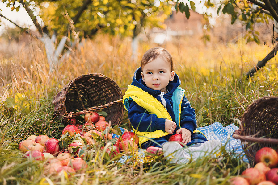 A cute little boy picking apples in the orchard.