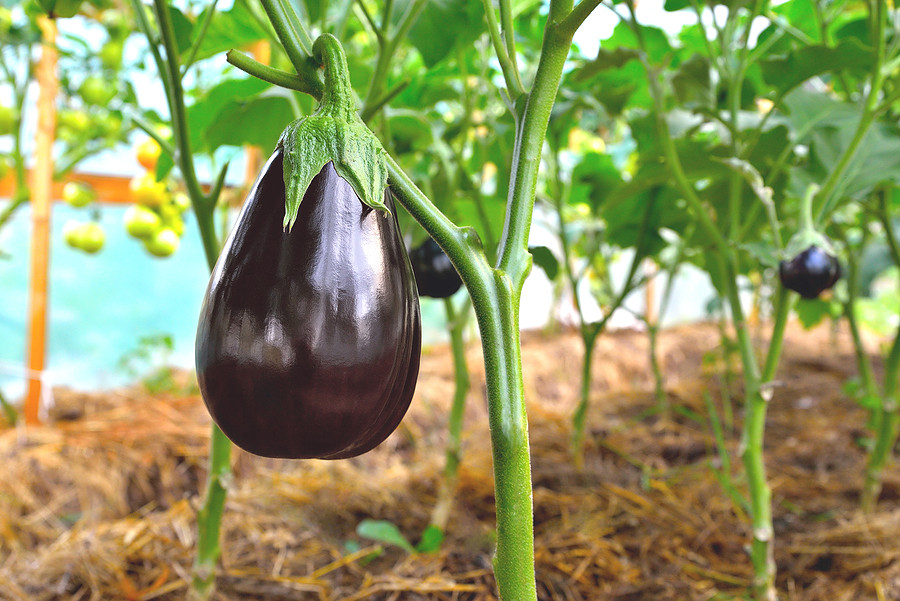 Eggplant growing in a garden, ready for harvest.