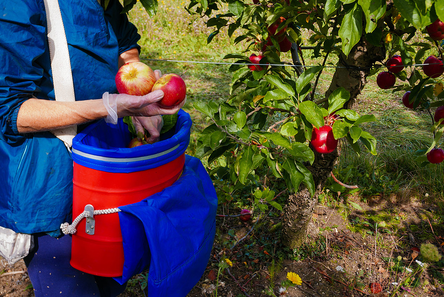 Person picking apple fruits in orchard, using bucket with strap.
