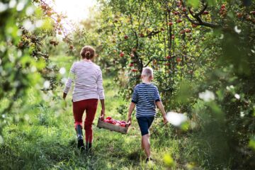 An adult and a child each holding onto a box of apples while they walk through an apple orchard.