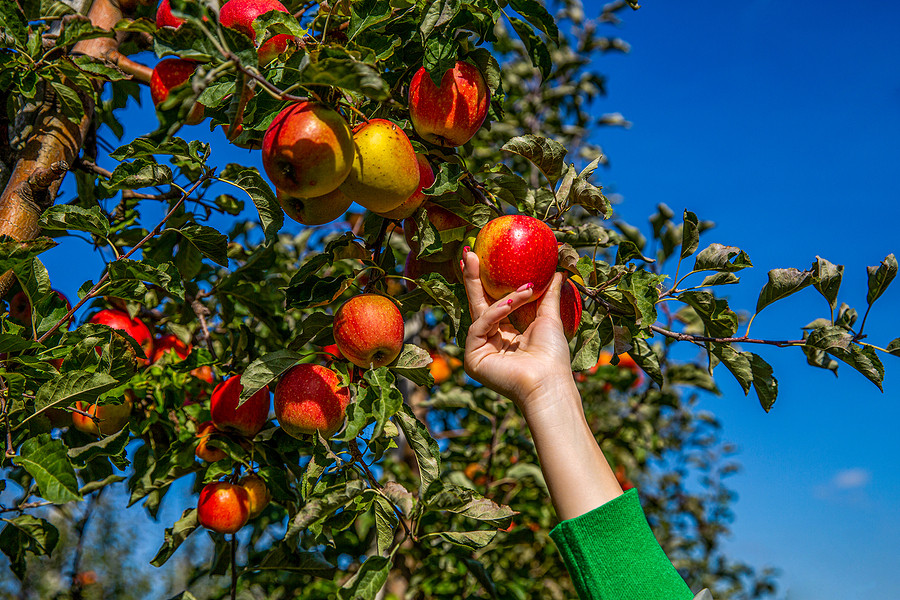 Woman's hand reaching up high to pick an apple.