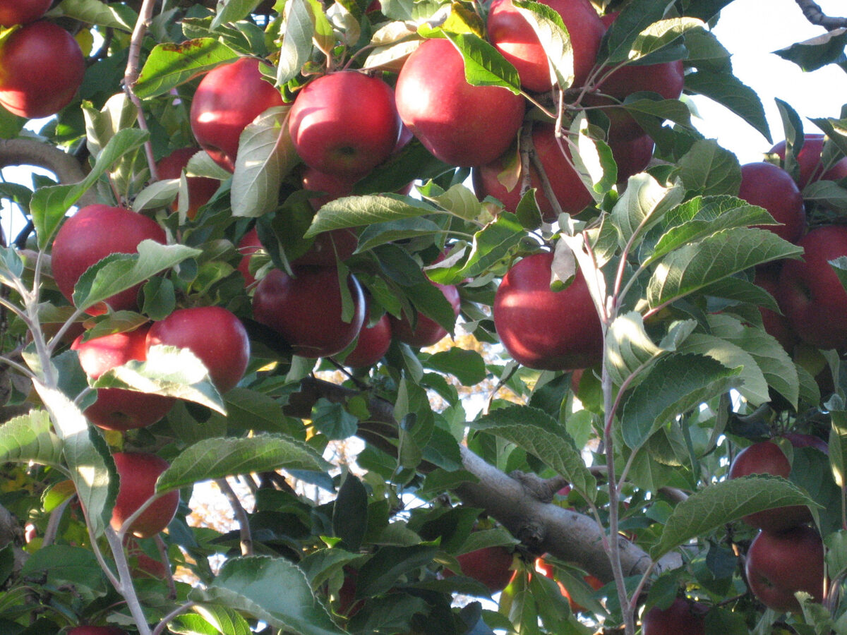 Apple-picking orchard in Highland, Ulster County, New York (October 25 2009).