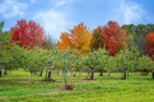 An apple orchard in Maine against the backdrop of colorful fall foliage.