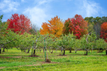 An apple orchard in Maine against the backdrop of colorful fall foliage.