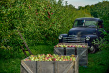 Apple orchard with boxes of apples and an old truck in the background.
