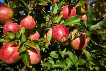 A closeup of a branch of an apple tree with many apples.