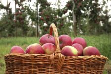 A wicker basket filled with apples outside.