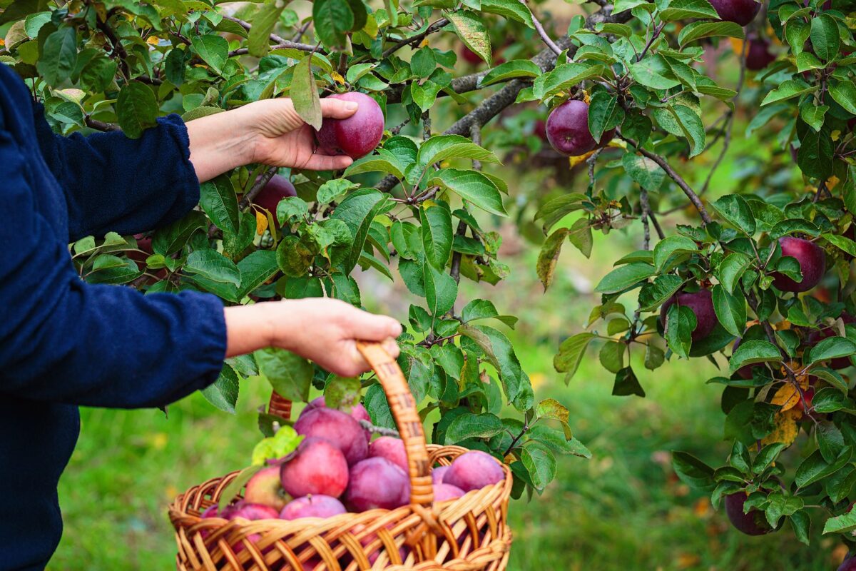 A woman holding a wicker basket of apples in an apple orchard.