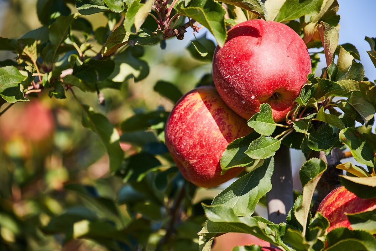 A closeup of two large apples on a branch of an apple tree. 