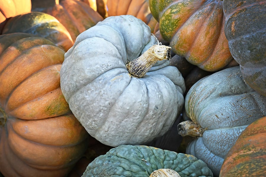 Large gray colored "Jarrahdale" pumpkins in pile.