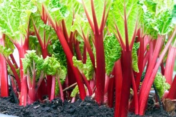Close-up of rhubarb red stems growing in the vegetable garden.