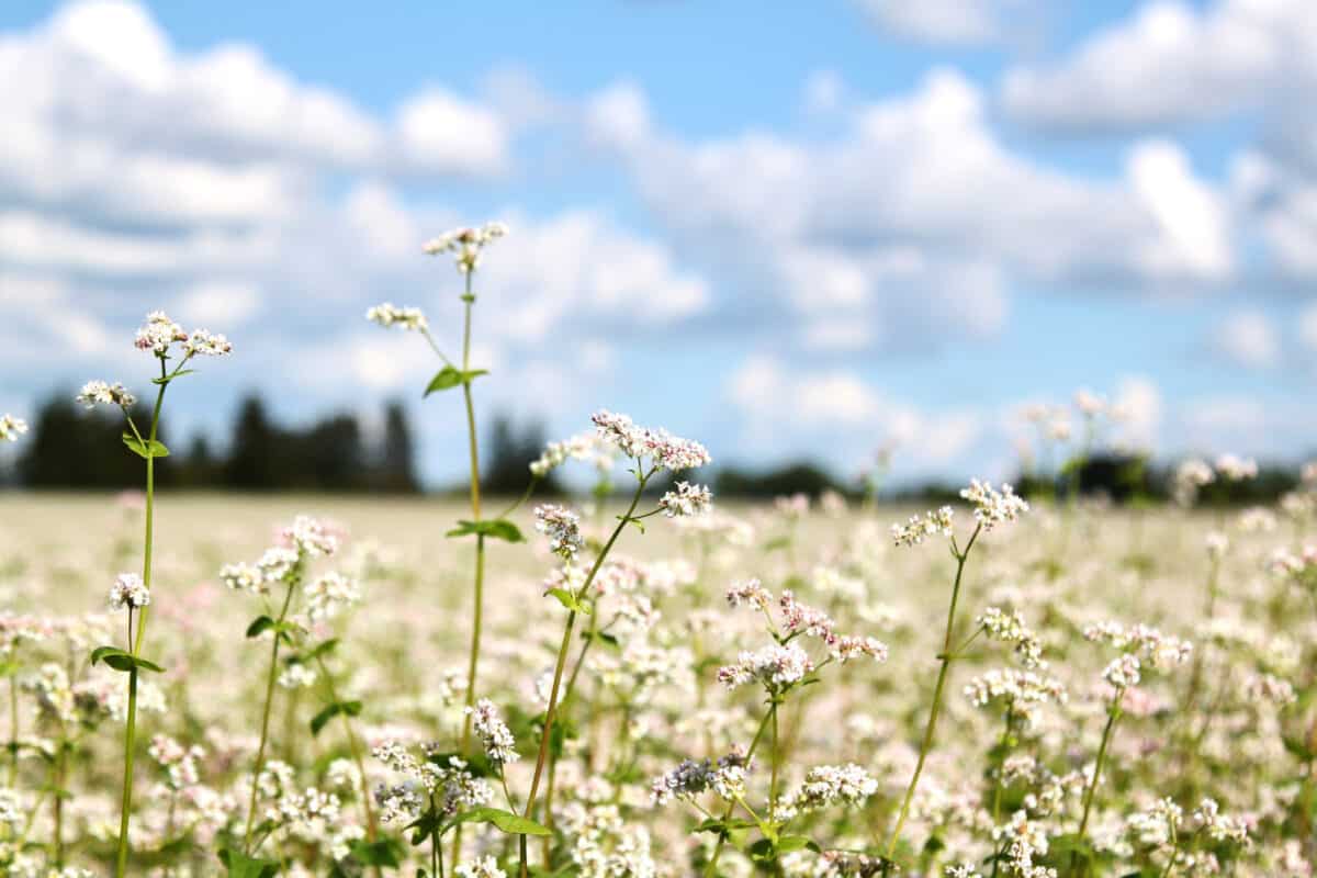 Blooming buckwheat field with white flowers.
