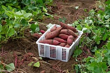 Basket of fresh sweet potatoes after being harvested from the soil, surrounded by live sweet potatoes plants still in the ground.