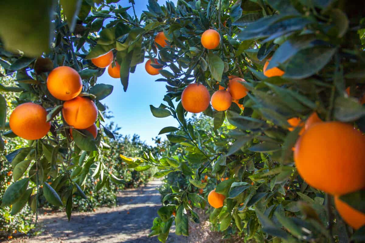 Piantagione di arance in California, Stati Uniti.