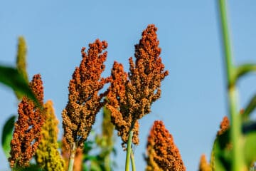 Sorghum bicolor is a genus of flowering plants in the grass family Poaceae. Native to Australia, with the range of some extending to Africa, Asia and certain islands in the Indian and Pacific Oceans.