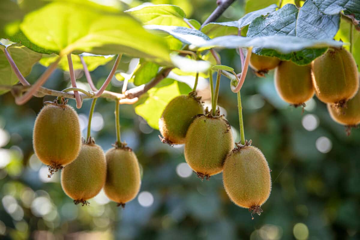 Kiwi picking season. Kiwi on a kiwi tree plantation with with huge clusters of fruits. Garden with trees and organic fruits. Solar light and leaf movement.