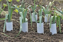 Leeks, allium ampeloprasum growing in plastic pipes to blanch and extend the stems in a vegetable garden, variety Musselburgh.