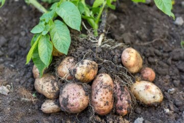 A clump of potatoes growing from a potato plant in a garden bed.