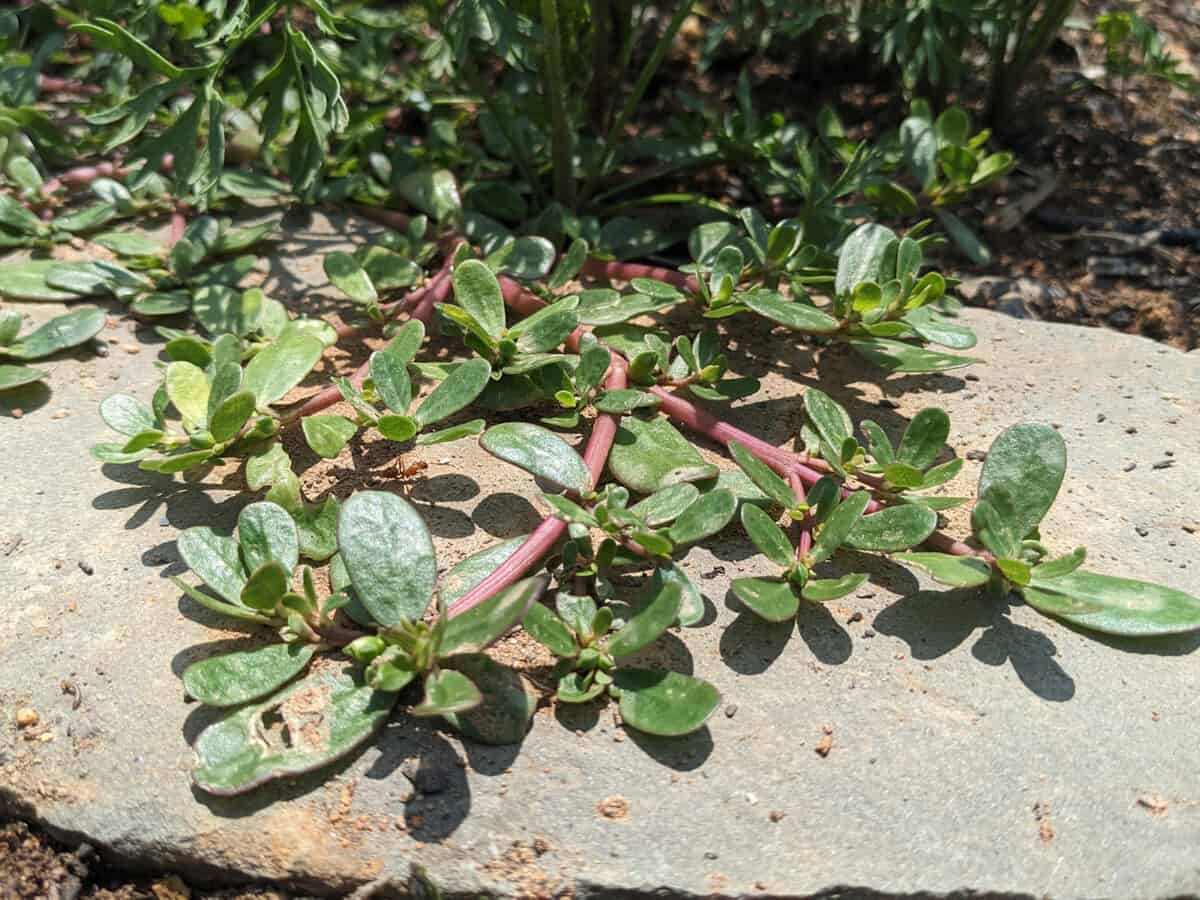 Wild Purslane (Portulaca oleracea) growing near pavement outside.