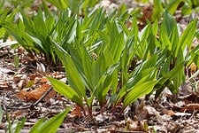 Wild Ramps (Allium tricoccum) growing outdoors.