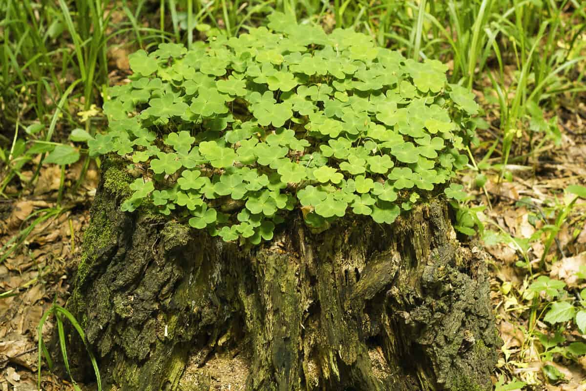Common wood sorrel growing on old stump in forest. Old tree stump is covered wood sorrel leaves, top view.