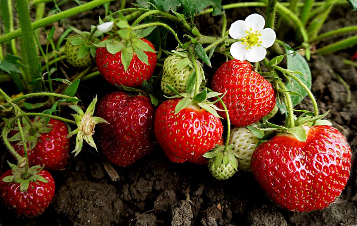 Fresh strawberries growing in a garden and ready to pick.